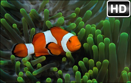 download clownfish for mac